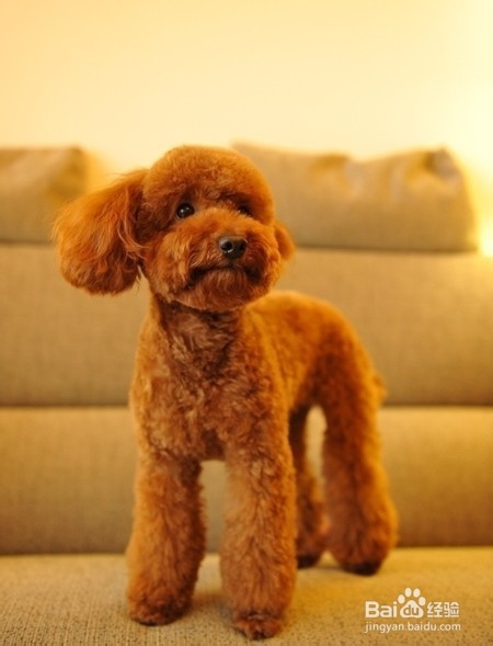 生活中常見的八個(gè)狗狗品種(小體型犬)