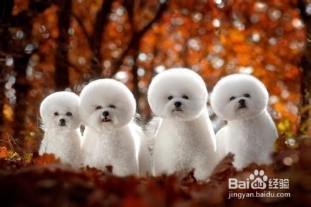 生活中常見的八個(gè)狗狗品種(小體型犬)