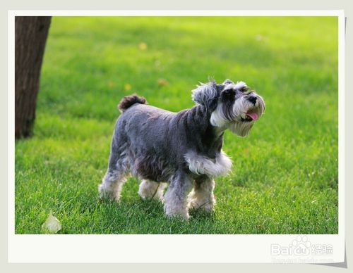 生活中常見的八個(gè)狗狗品種(小體型犬)