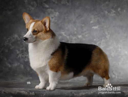 生活中常見的八個(gè)狗狗品種(小體型犬)