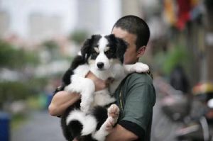 廈門的歐陽敢敢